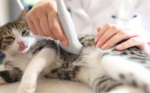 close-up of gray cat being held
