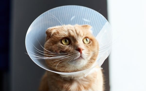 close-up of gray cat being held