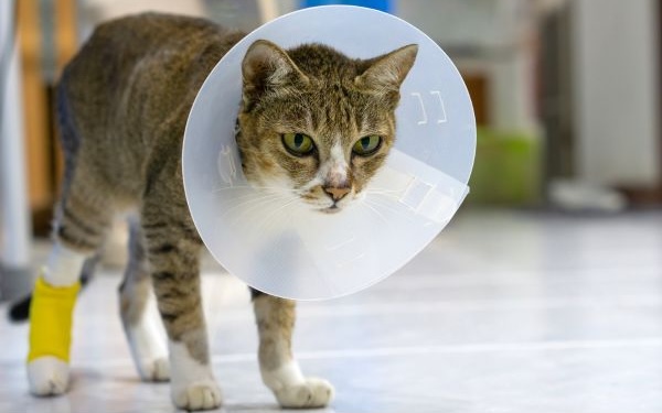 close-up of gray cat being held