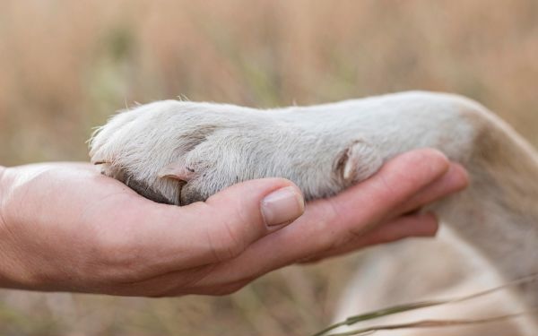 close-up of gray cat being held