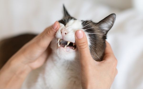 close-up of gray cat being held