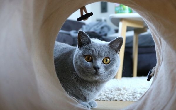close-up of gray cat being held